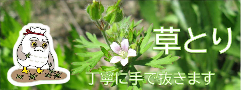草とり 丁寧に手で抜きます